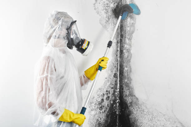 Trusted Picayune, MS Mold Removal Experts