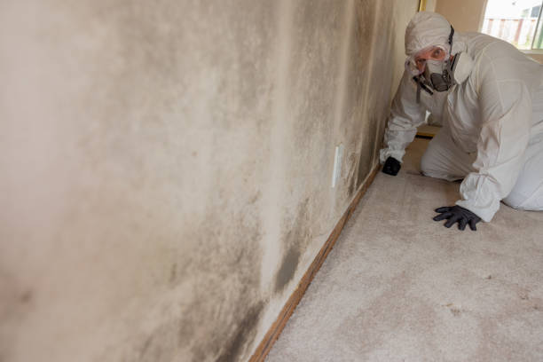 Best Mold Remediation for Healthcare Facilities  in Picayune, MS